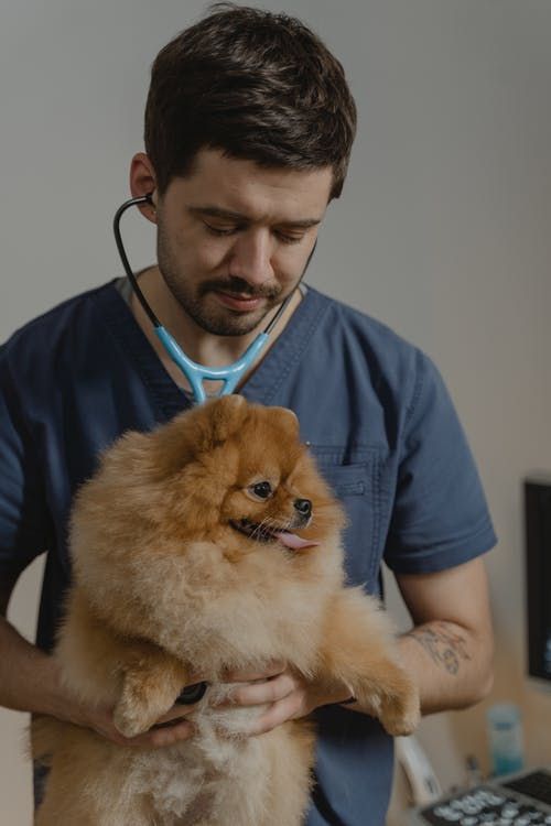 Veterinário Placeholder